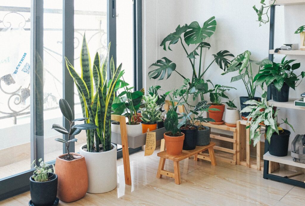 Top 5 Health Benefits of Indoor Plants You Haven’t Heard Before