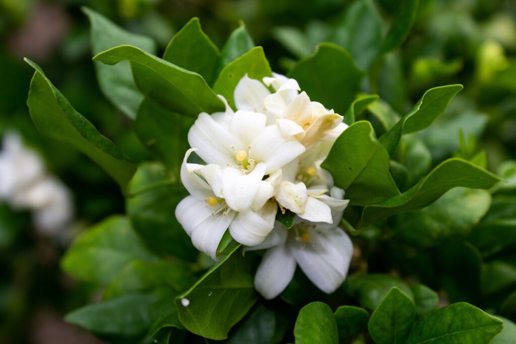 How to Grow Jasmine Flower | Facts, Benefits and Care